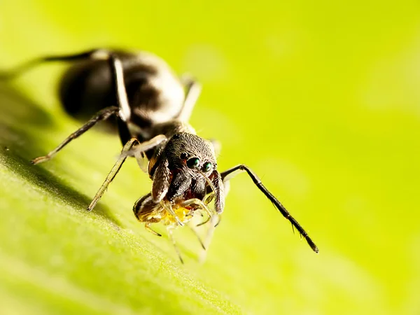 Ameisenspinne mit schönem Hintergrund — Stockfoto