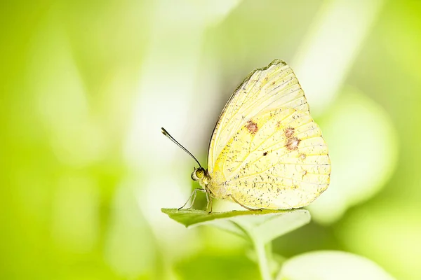 Monarchvlinder — Stockfoto