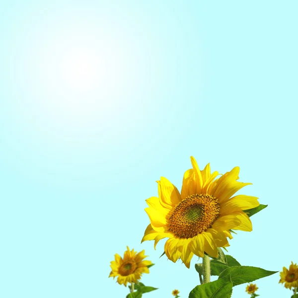 Sole estivo sul campo di girasole — Foto Stock