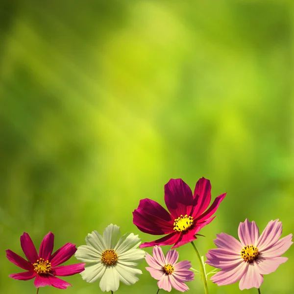 Daisies in the morning. — Stock Photo, Image