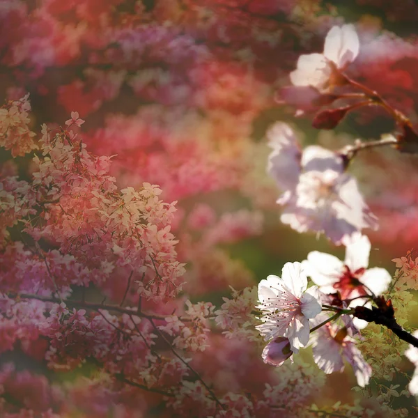 Piękne kwitnienia - sakura — Zdjęcie stockowe