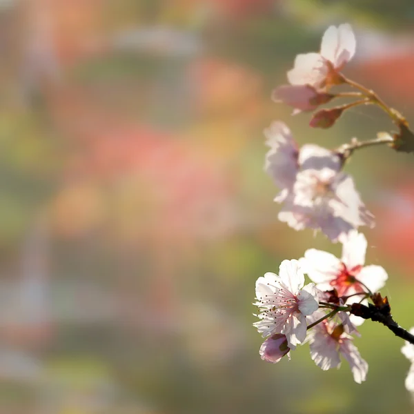 Vackra blommande - sakura — Stockfoto