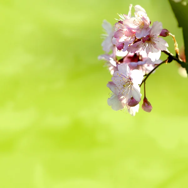 Mooie bloeiende - sakura — Stockfoto