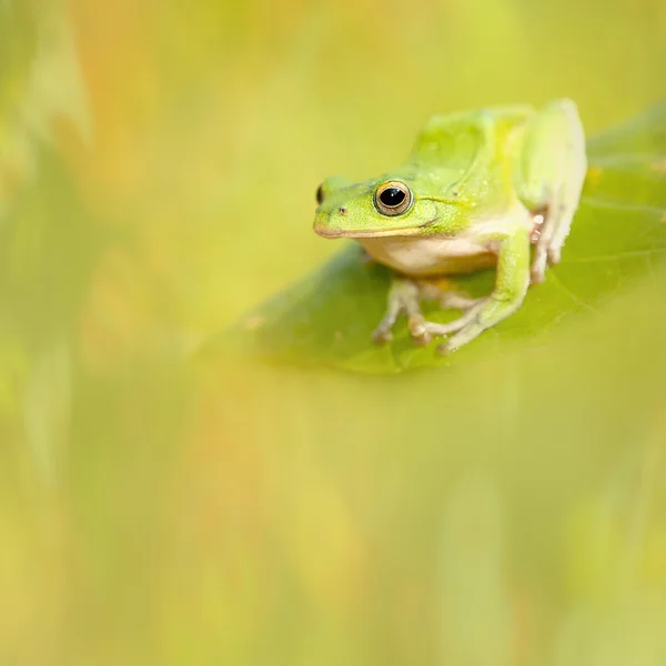 Žába s pěkným zeleným pozadím — Stock fotografie