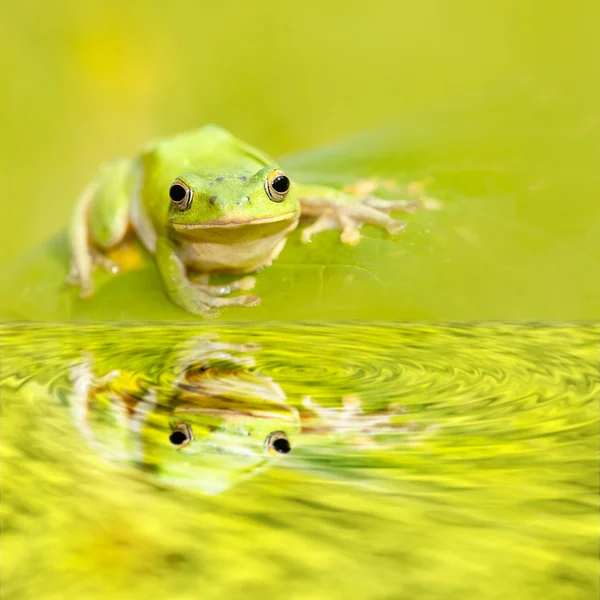 Grenouille avec beau fond vert — Photo