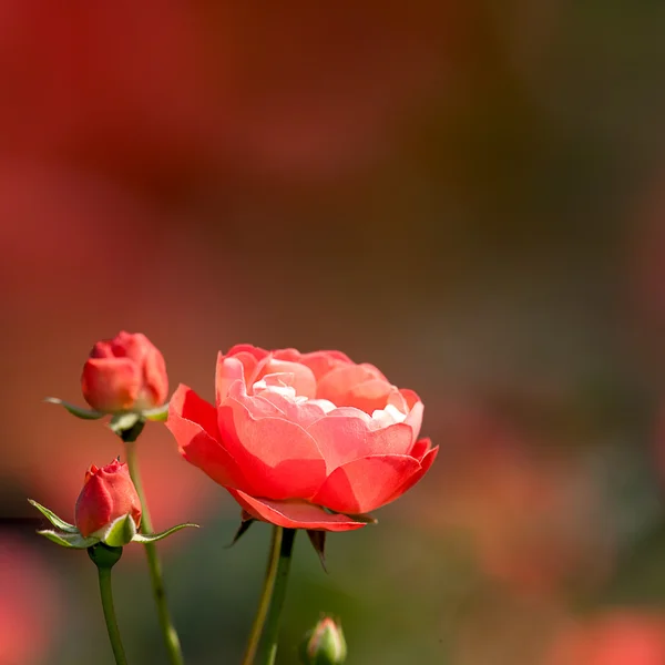 Rosa com cor de fundo agradável — Fotografia de Stock