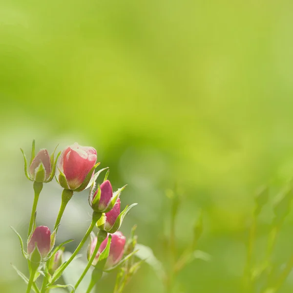 Rose with nice background color — Stock Photo, Image