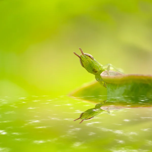 Kobylka s světle zelená — Stock fotografie