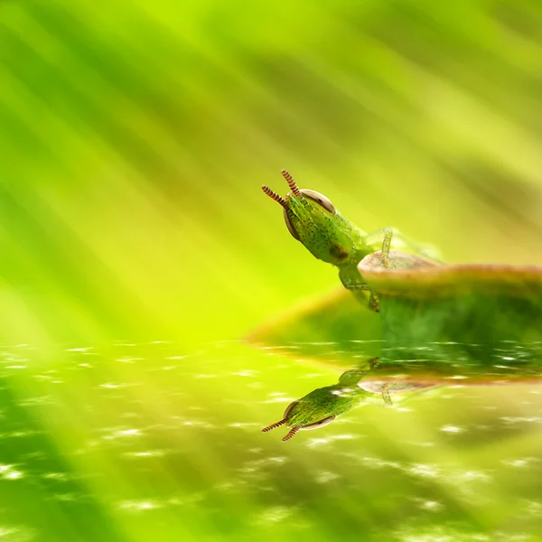 Grasshopper com luz verde — Fotografia de Stock