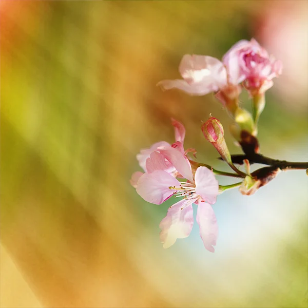 Mooie bloeiende - sakura — Stockfoto