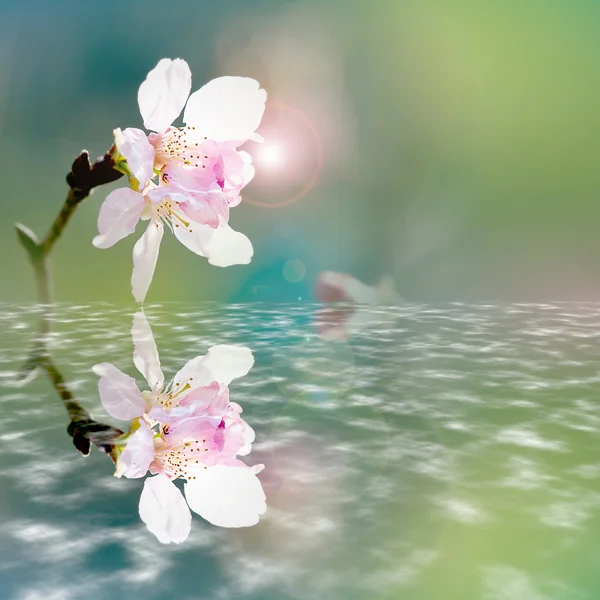 Piękne kwitnienia - sakura — Zdjęcie stockowe