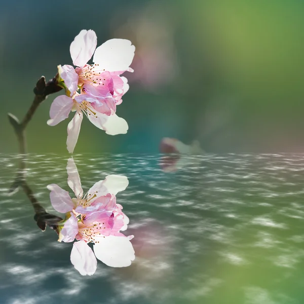 Schöne Blüte - Sakura — Stockfoto