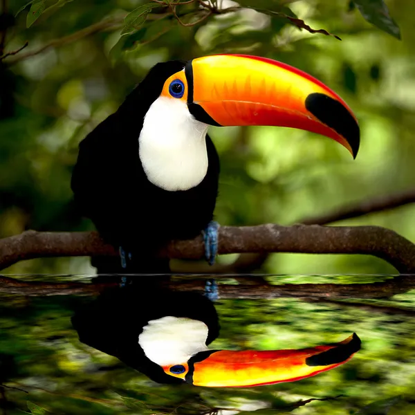 Tucano toco — Foto Stock