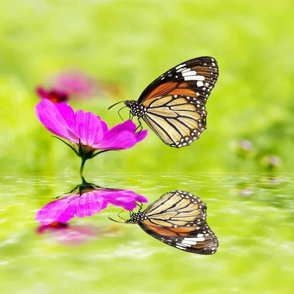 Butterfly on flower — Stock Photo, Image