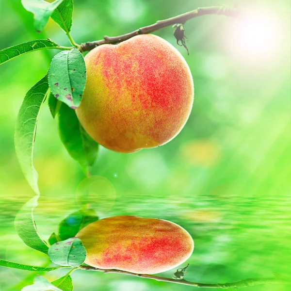 Peach growing rapprochement — Stock Photo, Image