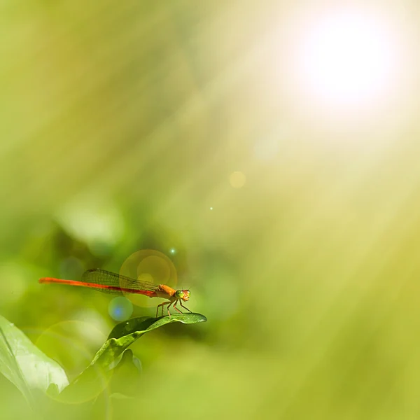 Gemensamma dragonfly — Stockfoto