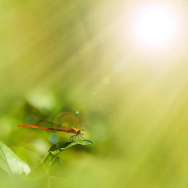 Common dragonfly — Stock Photo, Image