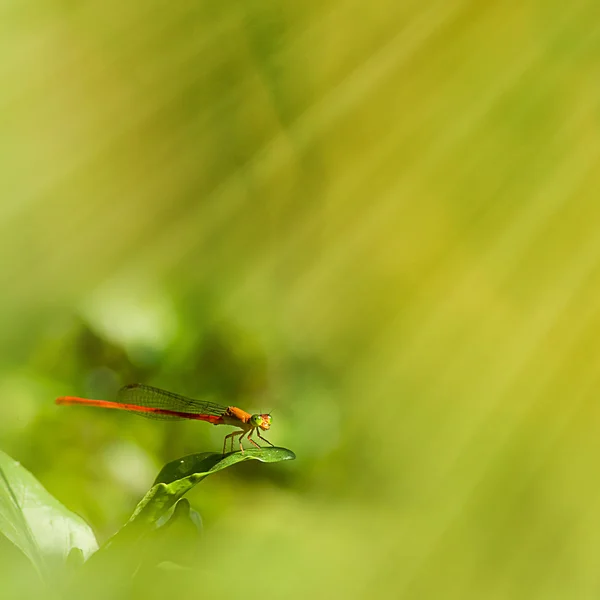 Libélula comum — Fotografia de Stock