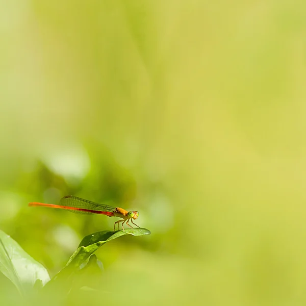 Gemeenschappelijke dragonfly — Stockfoto