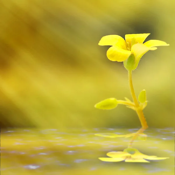 Fiore giallo primo piano soft-focus — Foto Stock