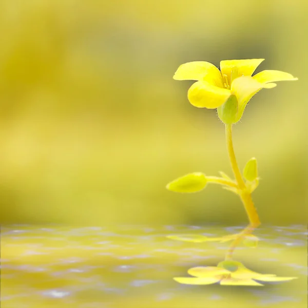 Soft-focus close-up yellow flower — Stock Photo, Image