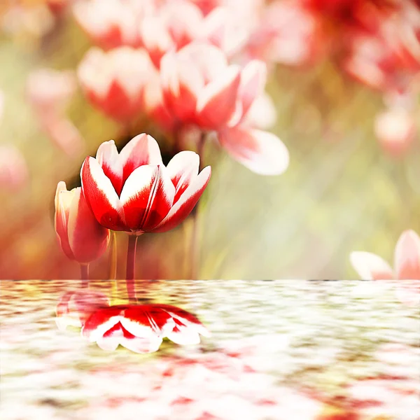 Tulips reflecting into the water — Stock Photo, Image
