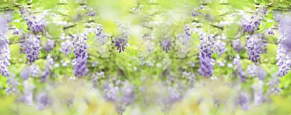 Wisteria floribunda with nice color — Stock Photo, Image
