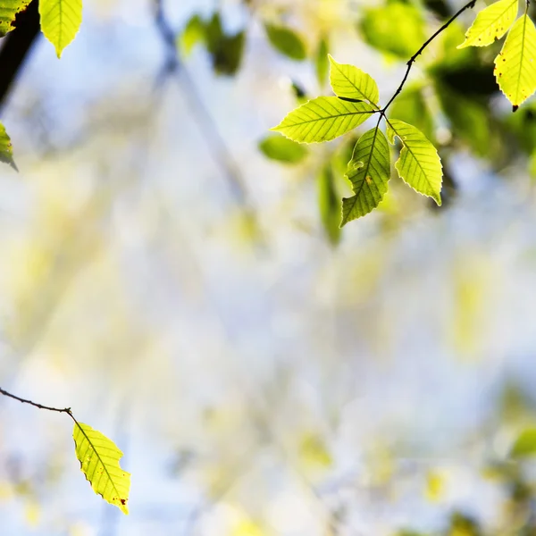 Green leaves with sun — Stock Photo, Image