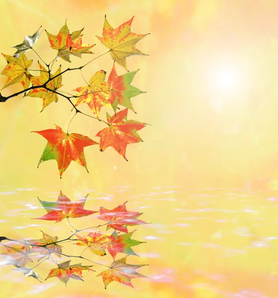 Autumn background — Stock Photo, Image