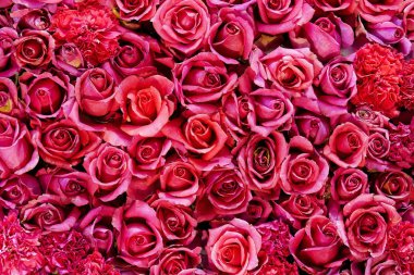 Noel yıldızı (bitki)