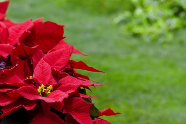 Noel yıldızı (bitki)