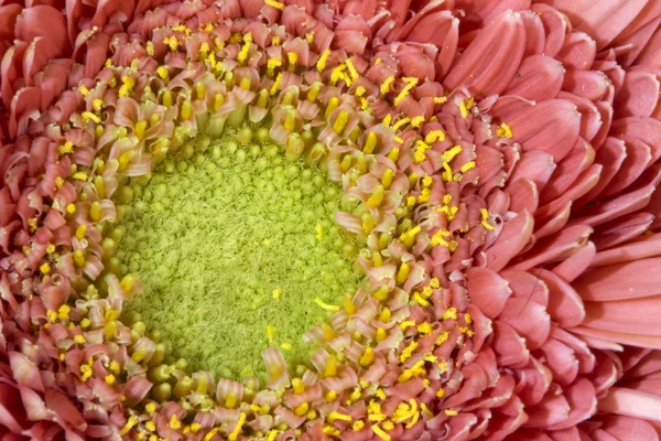 Achtergrond van roze madeliefjebloemen — Stockfoto