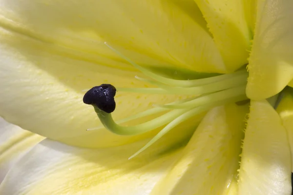 Detail Lily blooms in the garden — Stock Photo, Image