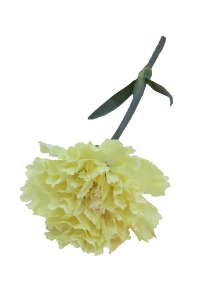 Garofano giallastro Dianthus caryophyl — Foto Stock
