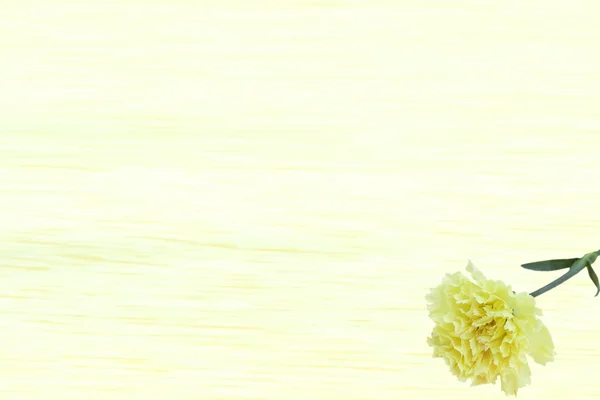 Yeloow Carnation Dianthus caryophyl — Stock Photo, Image
