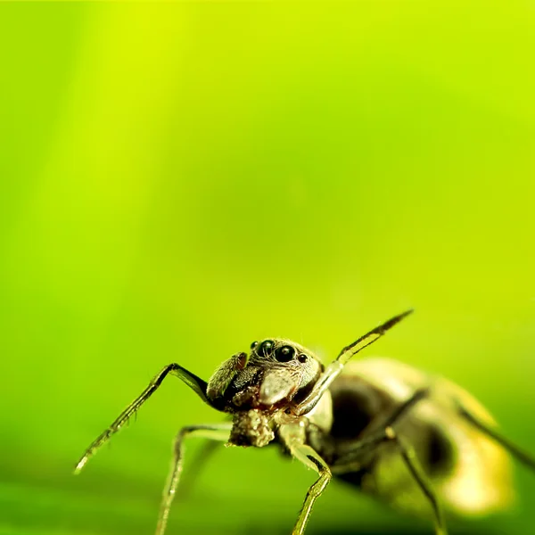 Ant-mimic spider — Stock Photo, Image