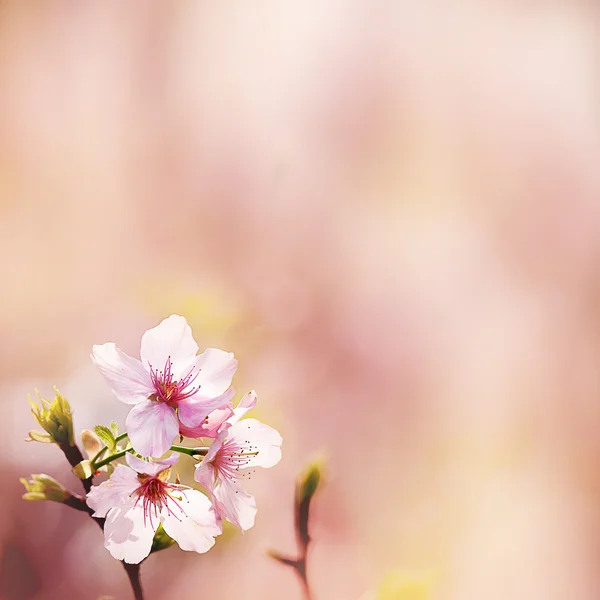 Spring Cherry blossoms — Stock Photo, Image