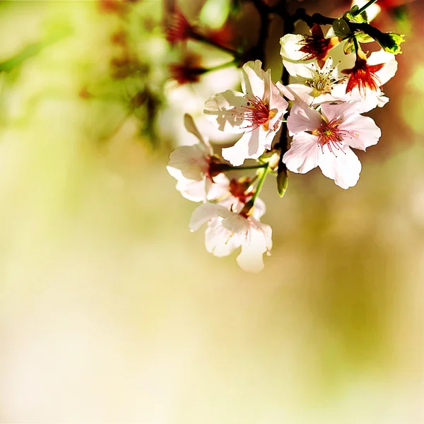 Flores de cerezo de primavera —  Fotos de Stock