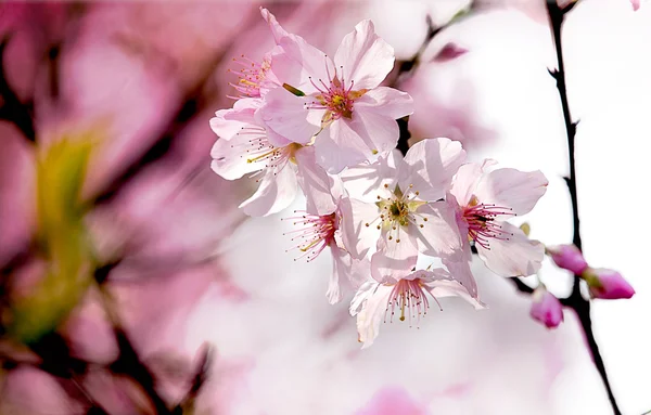 Весенние цветы вишни — стоковое фото
