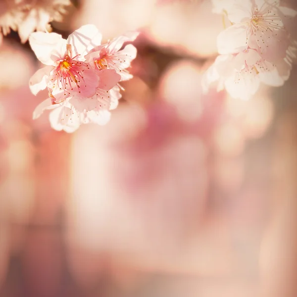 Kevään kirsikankukat — kuvapankkivalokuva