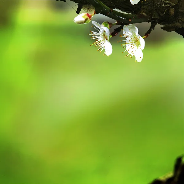 Frühling Hintergrund mit Pflaumenblüten — Stockfoto