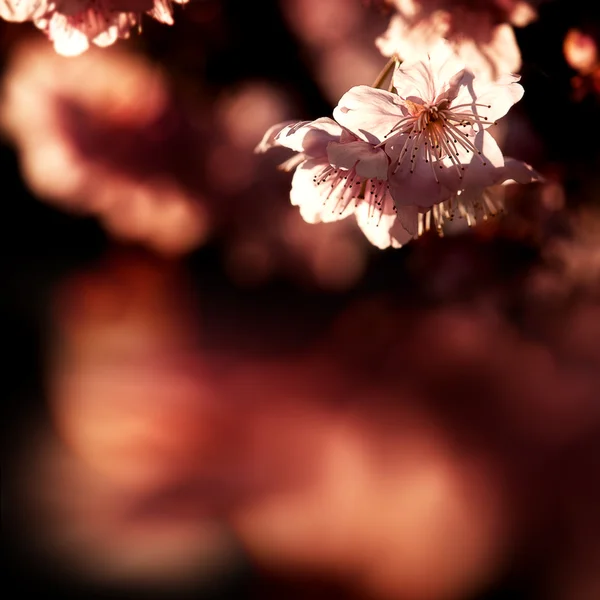 春天的樱花 — 图库照片