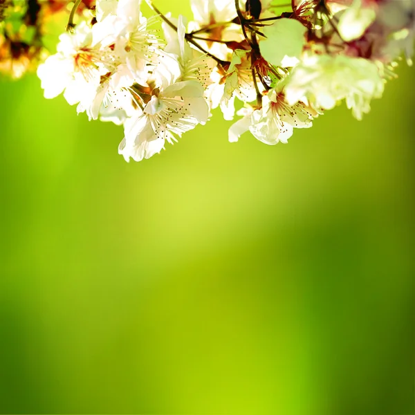 Kevään kirsikankukat — kuvapankkivalokuva