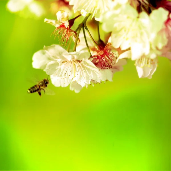 Våren körsbär blommar — Stockfoto