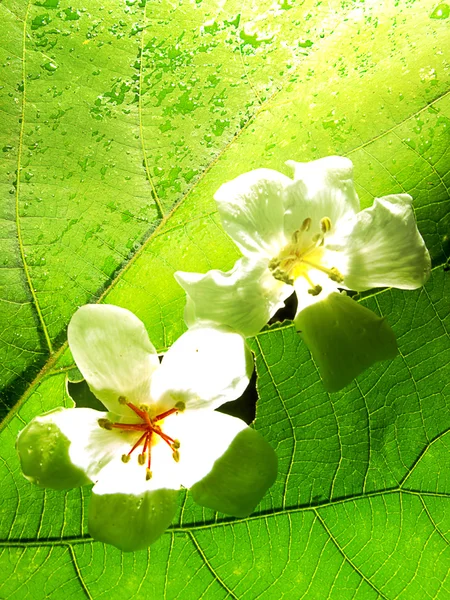 Красиву квітку Тунг — стокове фото