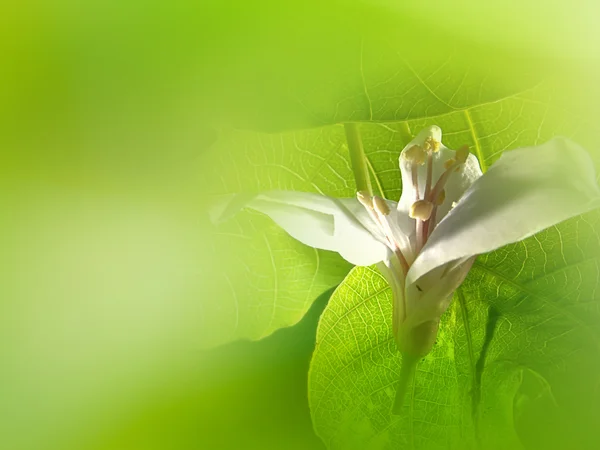 Piękny kwiat tung — Zdjęcie stockowe
