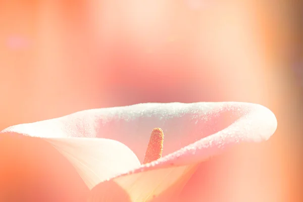 Bouqet van calla — Stockfoto