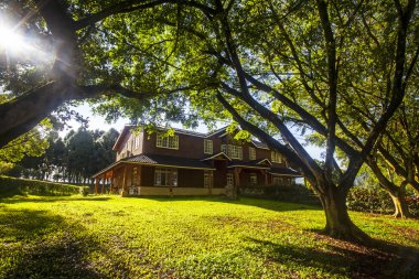 Büyük ağaçlı bahar çayırı