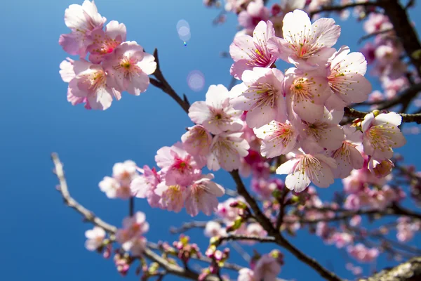 Άνθη κερασιάς — Φωτογραφία Αρχείου