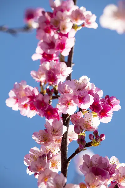 Flores de cerejeira — Fotografia de Stock